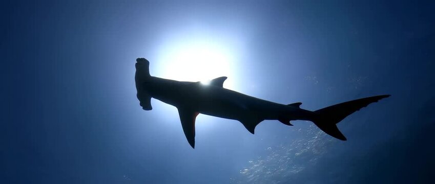 A stunning silhouette of a hammerhead shark swimming under the sunlit ocean.