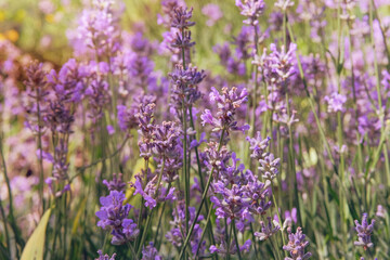 Obraz premium Floral beauty. Lavandula officinalis grows in meadow in sunny day. Lavandula with light pink flowers. Blooming flowers.