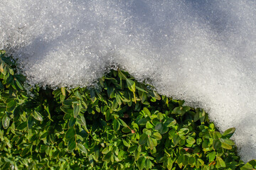 Evergreen boxwood leaves partially covered by melting snow. Symbol of resilience, seasonal transition from winter to spring and climate change. Natural background with copy space