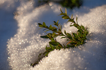 Evergreen plant emerging from melting snow with soft bokeh. Symbol of resilience, hope and seasonal transition from winter to spring. Natural light, shallow depth of field