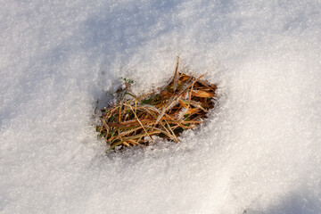 Melting snow revealing dry grass beneath. Symbol of seasonal transition, winter thaw and climate change. Natural background with copy space, minimal and ecological concept