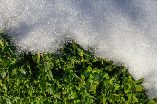 Evergreen boxwood leaves partially covered by melting snow. Symbol of resilience, seasonal transition from winter to spring and climate change. Natural background with copy space