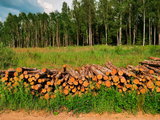 Obraz premium A pile of logs is stacked in a field. The sky is cloudy and green forest in the background, warm sunny summer day. Timber production industry. Traditional material supply for different business.