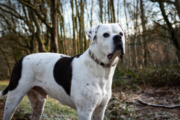 Dog Standing Alert in Woodland
