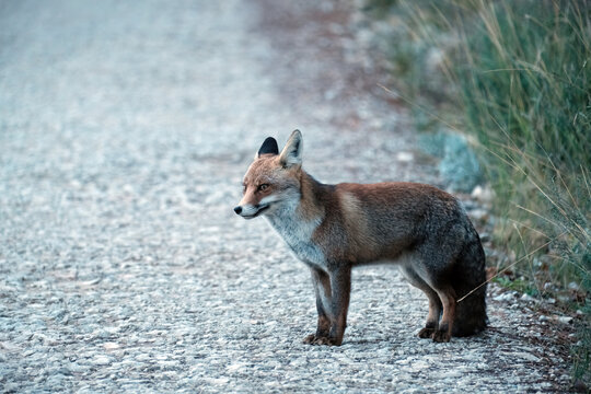 Fox standing on a gravel track at dawn, looking intently into the distance. Wild animal in sierra de cazorla park