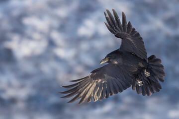 Obraz premium Black Raven In Flight Over Snowy Mountains