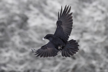 Obraz premium Black Raven In Flight Over Snowy Mountains