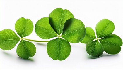 Four Leaf Clover Shamrock Isolated On White