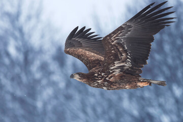 Obraz premium Sea Eagle in flight against winter landscape