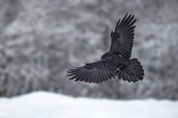 Obraz premium Black Raven In Flight Over Snowy Mountains Against a Blue Sky