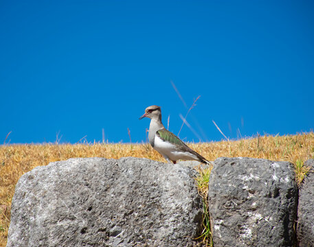 Beautiful bird called the Common Lapwing or Peller with its large, red eyes.