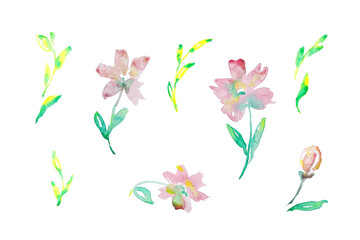 Watercolor Pink Floral Elements Set Isolated
