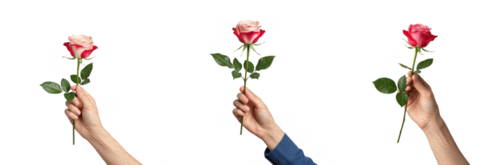 Set/Collection of human hand holding red rose flower, romantic love symbol for Valentine’s Day, proposal, wedding, passion and emotional expression concept isolated on transparent PNG background