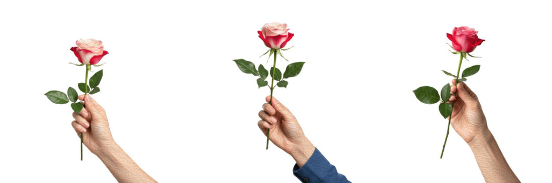 Set/Collection of human hand holding red rose flower, romantic love symbol for Valentine&rsquo;s Day, proposal, wedding, passion and emotional expression concept isolated on transparent PNG background