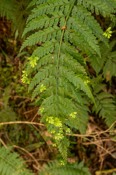 Closeup of thew frond of a New Zealand hen and chickens fern (asplenium bulbiferum), showing the young, developing  plantlets (bulbils).