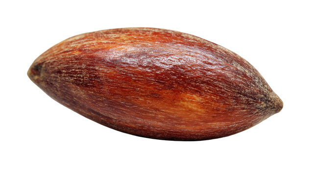 Beech nut on transparent background