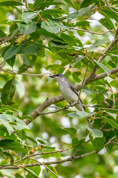 Ashy minivet 
