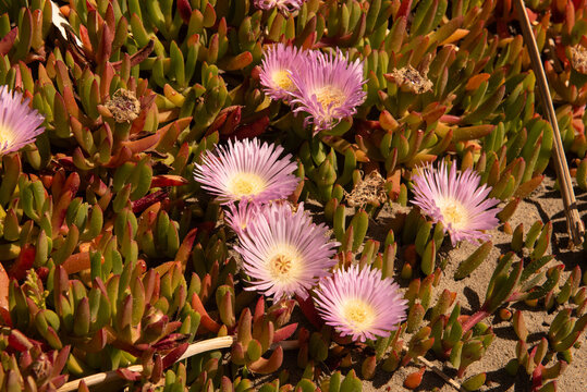 Pink flowers of the New Zealand ice plant (disphyma australe) on the beach at Clifford Bay, Marlborough, New Zealand.
