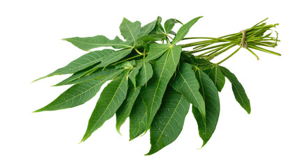 Cassava Leaves Isolated