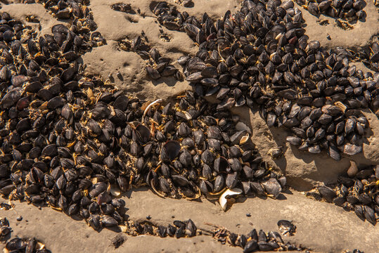 Clump of little black mussels (xenostrobus neozelanicus) on the intertidal rocks on the shore of Clifford Bay, Marlborough, New Zealand.
