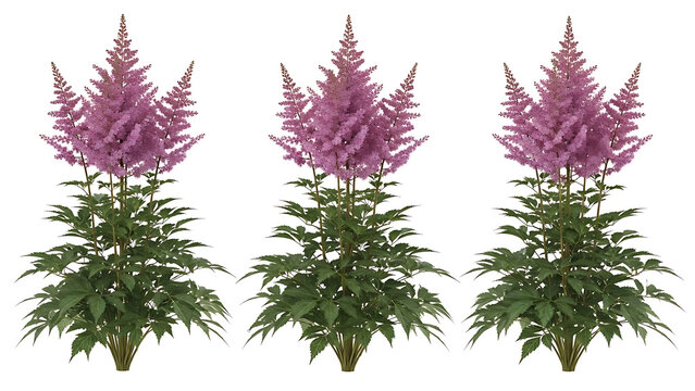 pink astilbe plants with feathery blooms and lush green foliage stand isolated on a white background for gardening and landscaping design projects