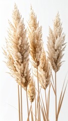 Fototapeta premium Pampas Grass Stalks with Beige Plumes on White Background Vertical