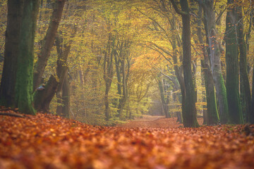 Autumn forest path covered in fallen leaves