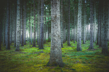 Spruce forest with green moss on the ground and incident sunlight with beautiful serene light