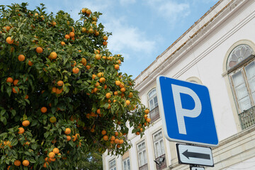 Fototapeta premium Orange tree on European city street with parking sign