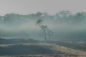 Open Moorland with small oak tree at sunset