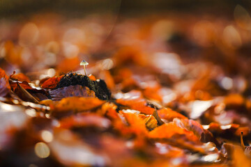 Delicate mushroom stands tall amidst a carpet of fallen autumn leaves