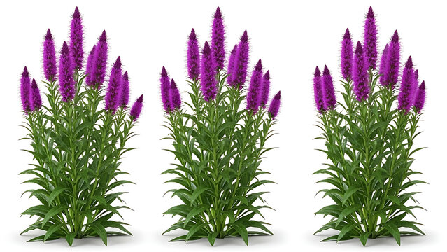 purple liatris flowers blooming vigorously isolated on a white background ideal for summer garden design and vibrant digital marketing assets