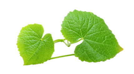 Green leaf on transparent background