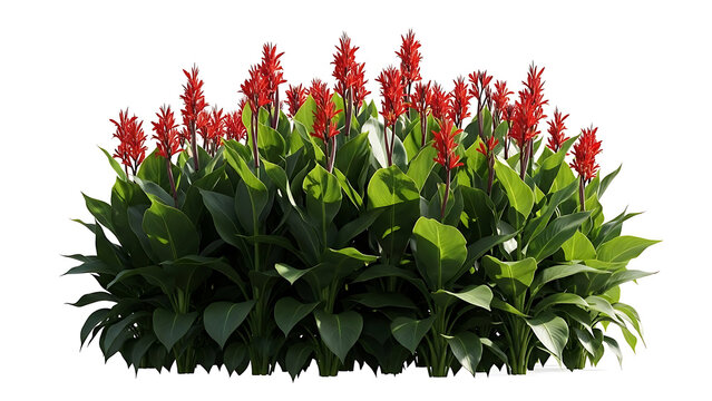 red canna lily plants featuring vibrant red blooms and large green leaves isolated on white for tropical landscaping and design assets