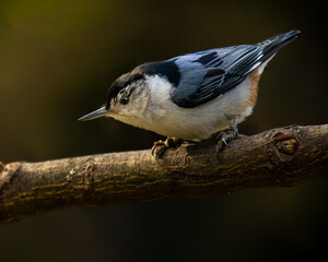 Obraz premium White-breasted Nuthatch Extreme Closeup Portrait