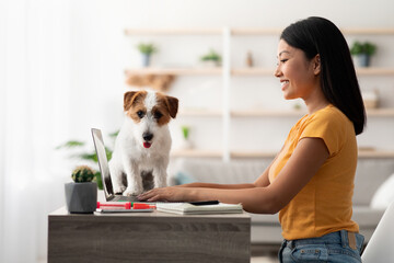 Side view of cheerful young japanese lady surfing on Internet, at home, cute puppy sitting on...