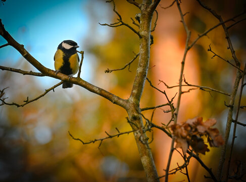  Great Tit (Parus major) on a branch with beautiful blue and orange background colours