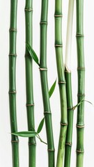 Fototapeta premium Green Bamboo Stalks with Small Leaves on a Clean White Background