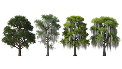 Obraz premium spanish moss trees collection featuring live oaks and cypress isolated on white background for architectural landscaping and tropical design