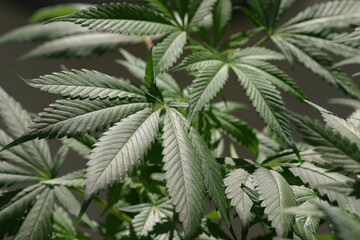 Los Angeles CA USA November 2024  Marijuana plant growing in a outdoor garden.