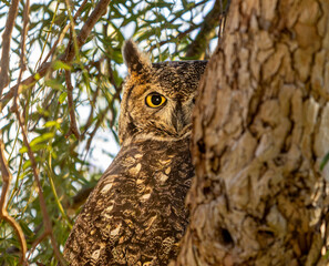 A Great Horned Owl peeking around a tree showing one yellow eye ooking at camera