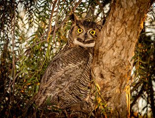 A Great Horned Owl with yellow eyes staring wide eyed at camera