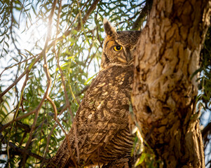 A Great Horned Owl peeking around a tree showing one yellow eye ooking at camera