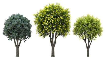 three different types of ornamental trees and flowering shrubs standing isolated on a white background for architectural rendering and landscaping design elements
