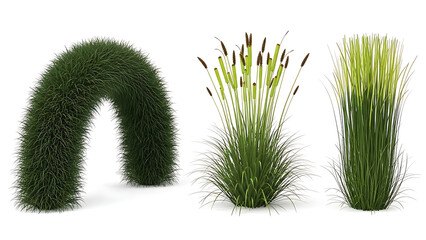 three distinct green ornamental plants for 3d rendering and architectural visualization on white background used as landscape design elements