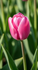 Naklejka premium Close-up of a Vibrant Pink Tulip in Full Bloom.
