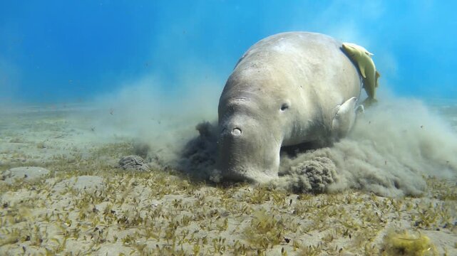 Dugong (sea cow) feeding sea grass, 240 fps slow motion