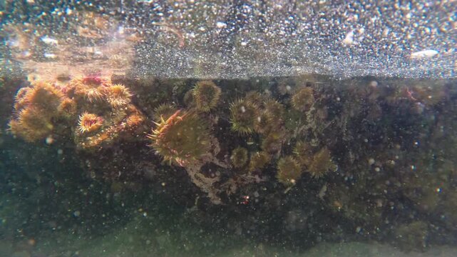 Sea anemones cling to a rocky tide pool at the water's edge in California