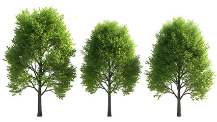 Obraz premium three green trees with fresh foliage isolated on white background suitable for architectural renders landscape design and digital assets.