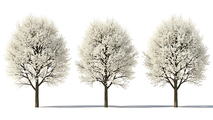Fototapeta premium three white blossoming trees stand isolated against a clean white background providing graphic design assets for spring themes and architectural visualization